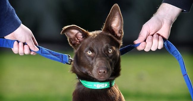 A guarda de animais de estimação em caso de separação